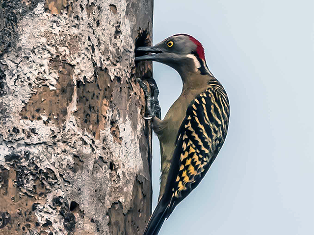 Hispaniolan Woodpecker by Manny Ramirez